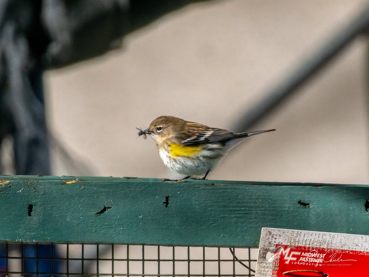 DiveArtist's tweet image. A Yellow-rumped Warner wanted in on the bug action at the construction site across from Carl Schurz Park on Saturday. #yellowrumpedwarbler #fallmigration #birdcpp