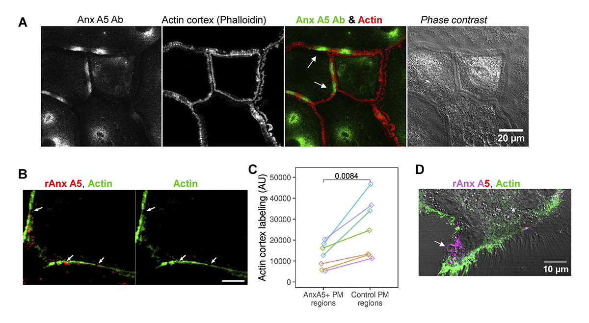 Journal of Cell Biology tweet media