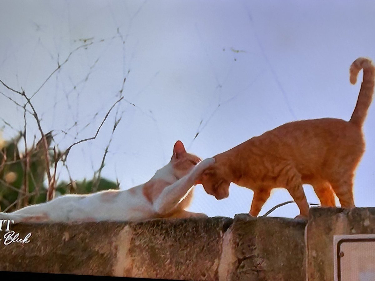 Die schönste Beziehung in dieser Staffel #hadeb