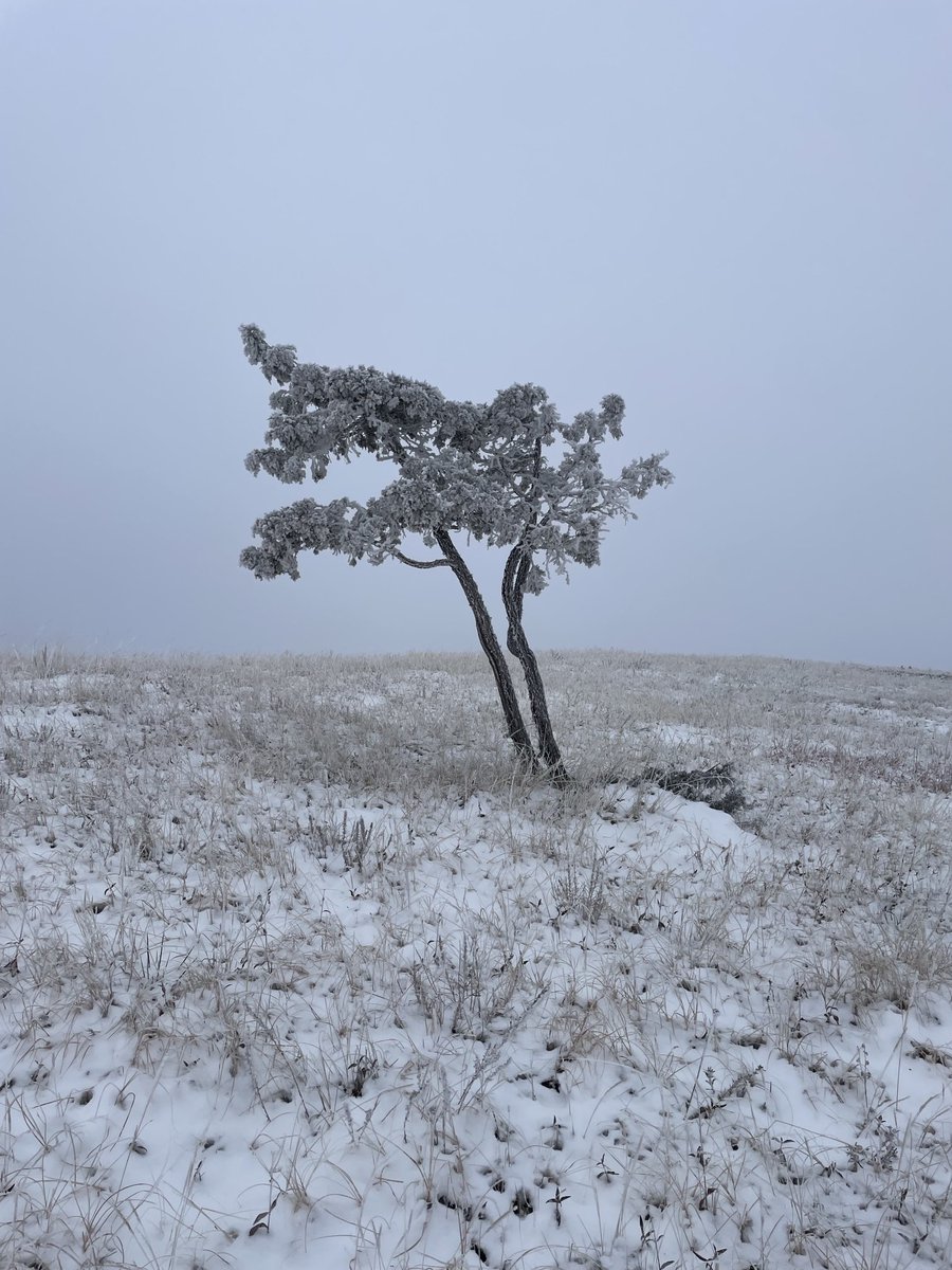 Welcome to North Dakota, here is our tree.