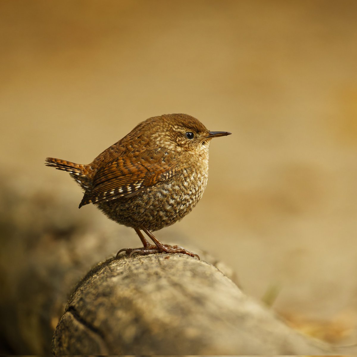 A winter wren with its round body and stubby tail is perfect borb material. The Pool, Central Park. 10/26/2025 #birdcpp #BirdsSeenIn2025 #birdphotography
