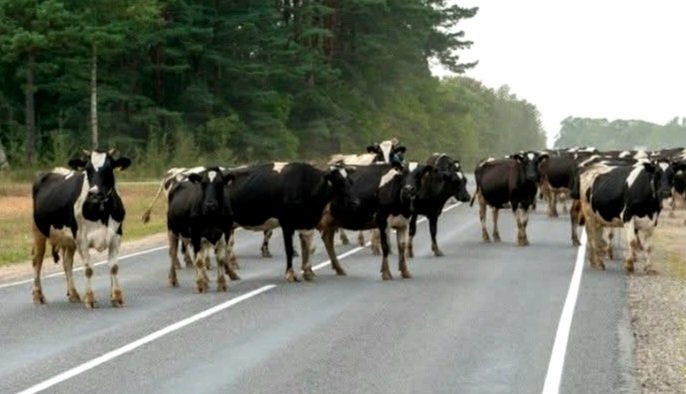 fabyliberzone67's tweet image. ⚠️Precaución! Vacas cortando la ruta para que no se apruebe el nuevo proyecto de la legisladora kirchnerista Klug, piden que las dejen tirarse pedos.
#Argentinapaisgeneroso 
#lesgisladores 
#kirchnerismo 
#pedos