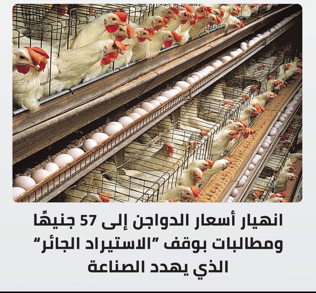 كل المطاعم والكبابجية بيبيعو الفرخة الكيلو ب٣٠٠ جنيه ع الاقل  يعنى بيكسبو ٦٠٠٪ ! مفيش اى رقابة خالص ع المكاسب الخرافية دى ؟