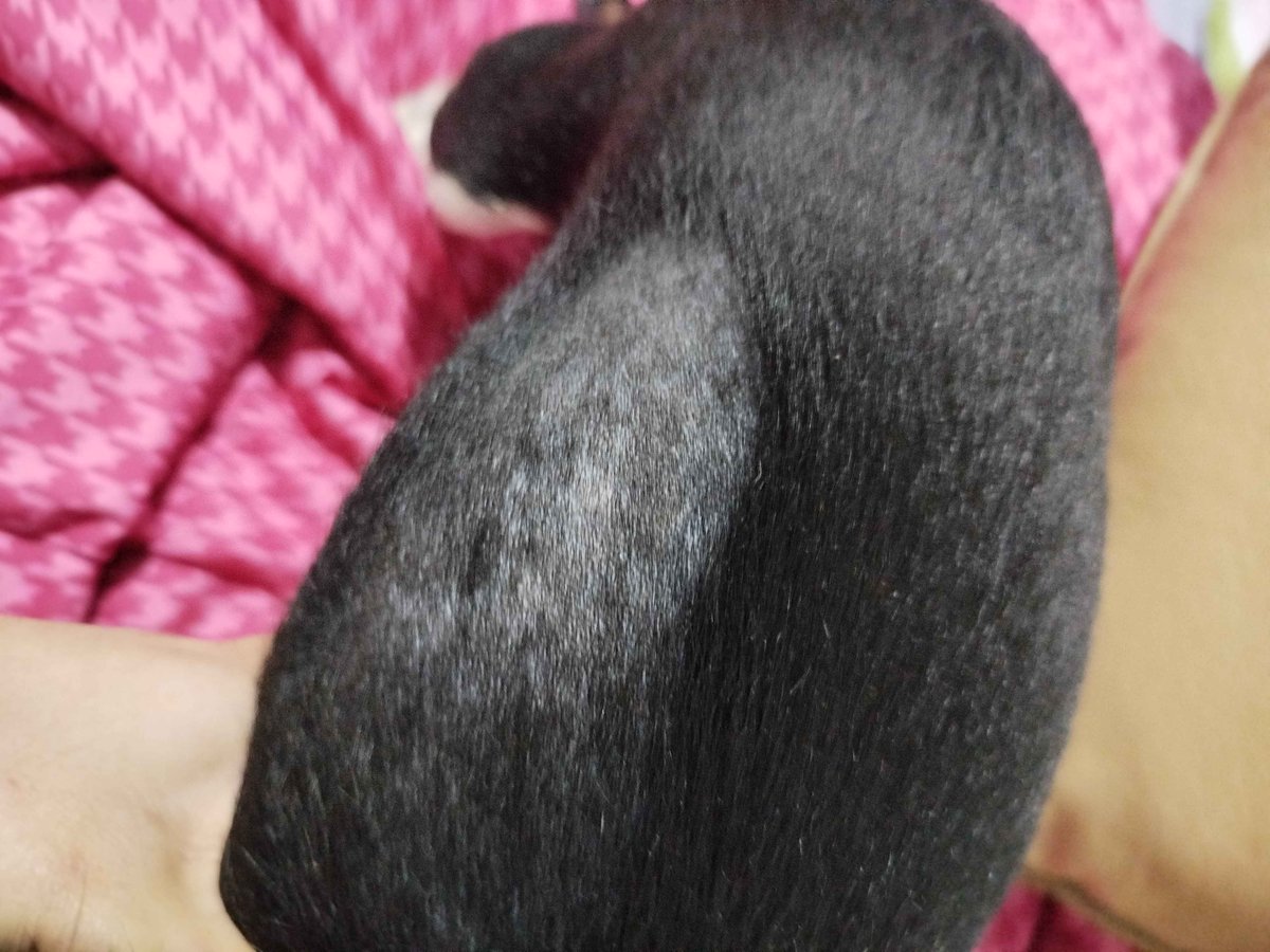 Natsuki_7890's tweet image. ⚠️COMISIONES DE EMERGENCIA⚠️

Hola pequeños, este tweet es para platicar sobre algo, necesito recaudar unos 70 usd para comprarle unos medicamentos a mi perrita Skadi, ayer la llevé al veterinario ya que desde que la llevamos a bañar a un lugar donde siempre la llevábamos vimos…