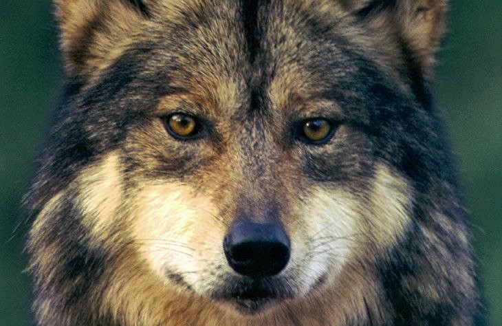 #Wolf #DOG

"Other times he had sung his loneliness in answer to strange wolf calls but heard no welcome in their replies..."

WOLFBLOOD Animal Story in Jack London Tradition – Wild Wolf, Half-Wild Husky &amp; Wily Old Trapper civilizedbears.com/wolfblood-anim…