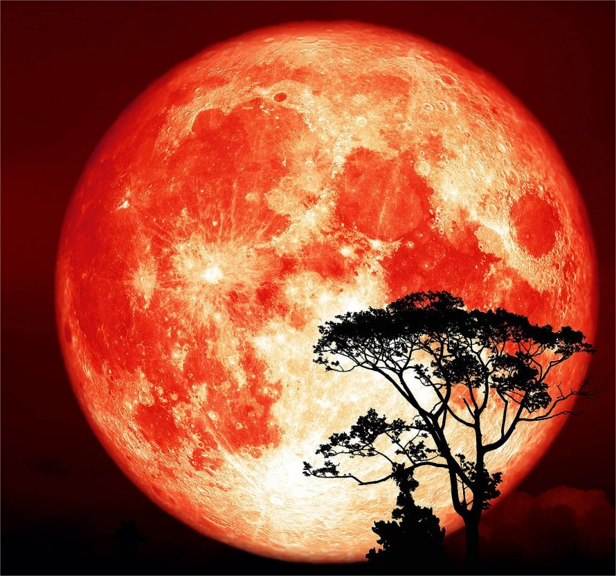 forallcurious's tweet photo. BREAKING🚨: The largest and brightest supermoon in more than 18 years is rising this week.

Don't miss! https://t.co/za9v2LQ9Uf