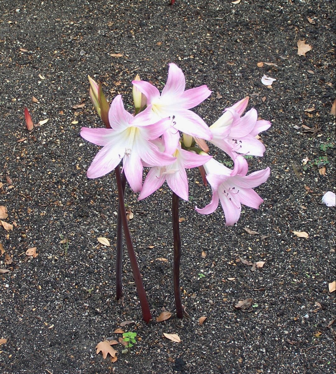 controdicting's tweet image. 