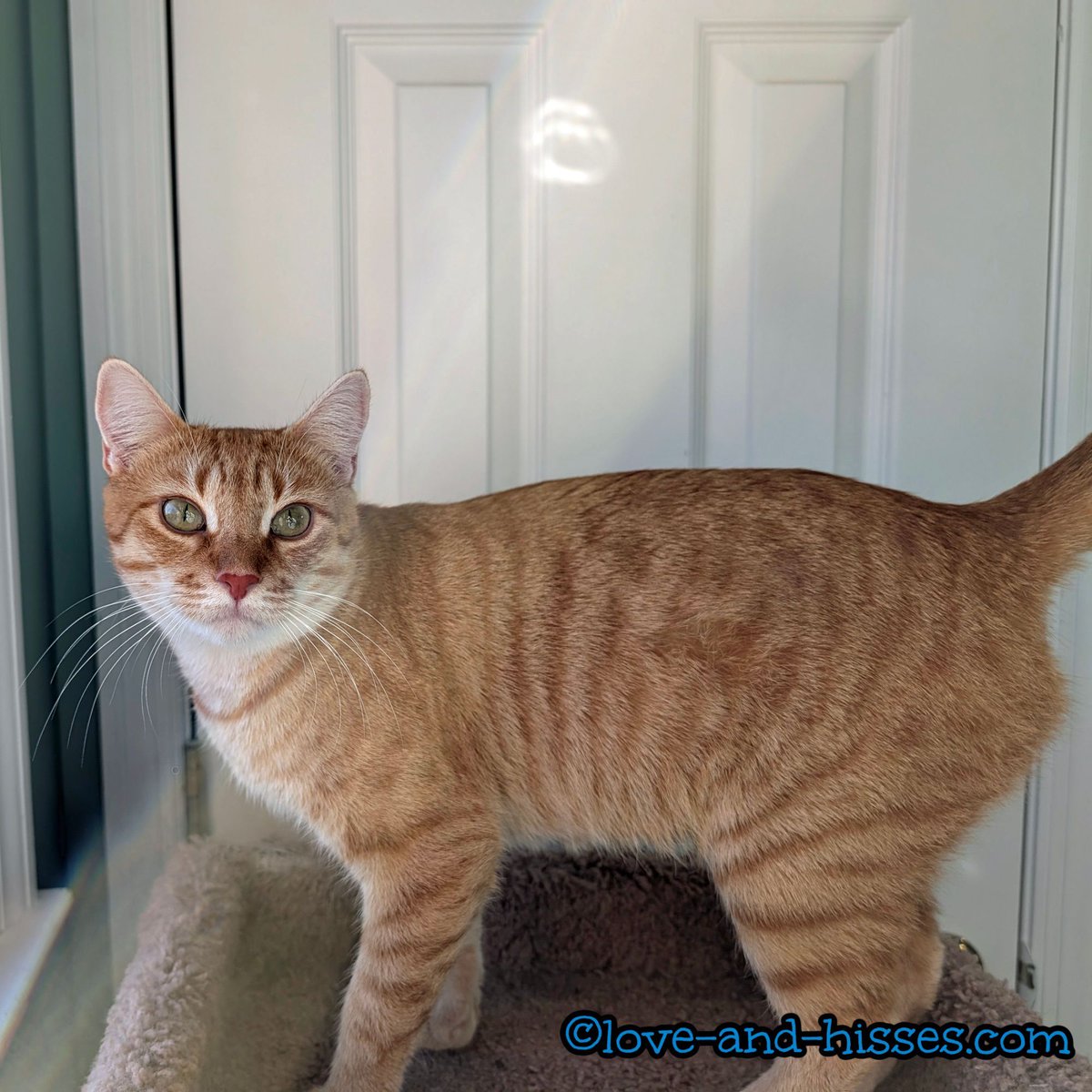 Continuing to be available for adoption: ChaCha.

To inquire, email Forgotten Felines of Huntsville at info@ffhsv.org, or fill out an online application here:tinyurl.com/FFHSV