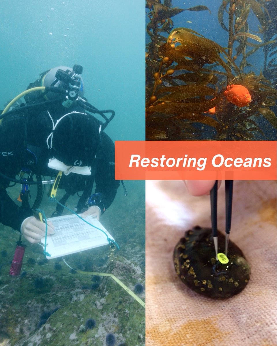 SMBRF's tweet image. 🐚 This #GivingTuesday, protect Santa Monica Bay with The Bay Foundation!
🌊 Support coastal resilience in 3 ways: Give a tax-deductible gift. Volunteer at a restoration event. Share our mission.💙
Donate or learn more: santamonicabay.org/give/