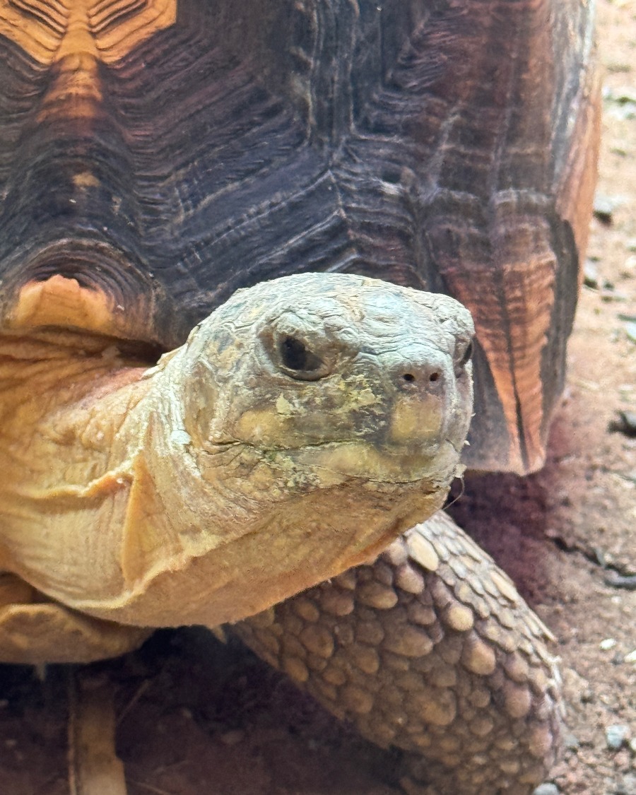 seftonsixth's tweet photo. Our A-Level Biology and A-Level Environmental Sciences students went on a trip to Chester Zoo to see all the animals and take part in some workshops.

They had the best time exploring Chester Zoo and taking part in a classification workshop🐘🦒 https://t.co/AIfFGnTbBz