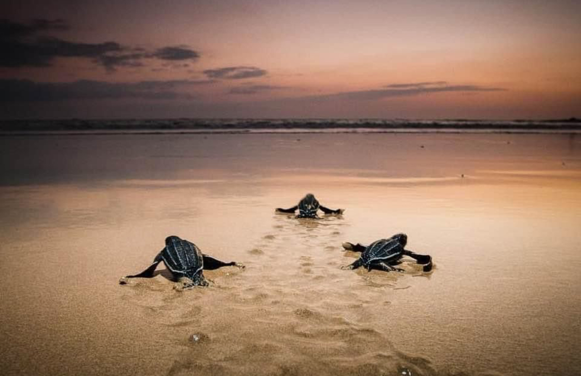 ¿Quieres saber sobre los trabajos científicos y de conservación presentados en el Simposio Internacional de Tortugas Marinas realizado en Cartagena, Colombia?
¡Aquí puedes descargar las memorias de este importante evento!
internationalseaturtlesociety.org/wp-content/upl…