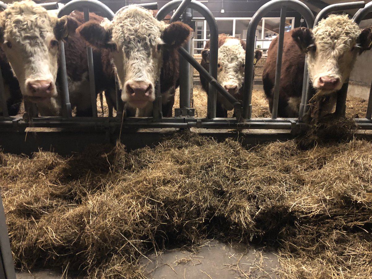 Sinds dit weekend de #Herefords weer op stal. Nieuwe kalveren zijn ook gearriveerd. 
Bevalt ze wel geloof ik 😉