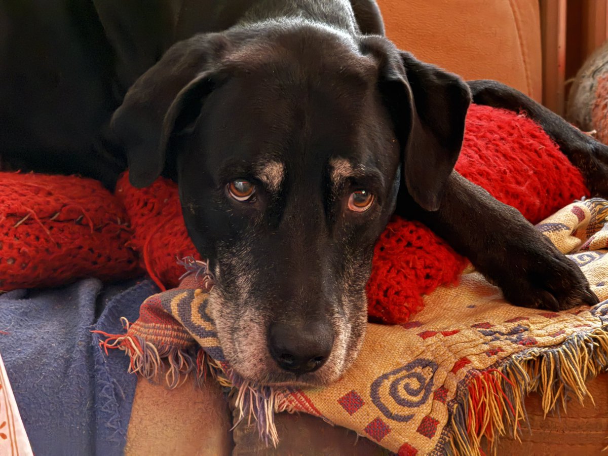 Zur Abwechslung mal Paulchen. Hund meiner Eltern und jetzt Elf Jahre alt. 💚