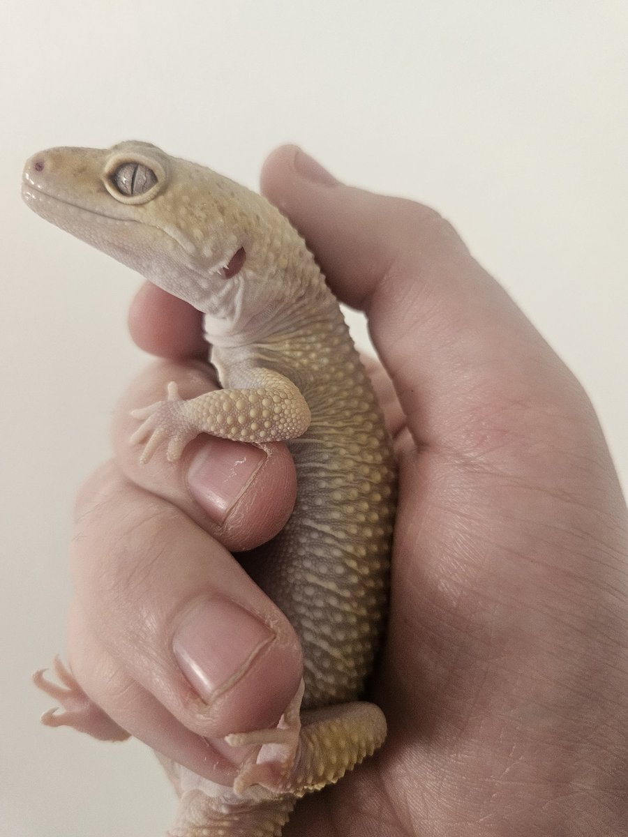 Toothless_gecko's tweet photo. time to go missing for about a week https://t.co/UHz8UqowRI