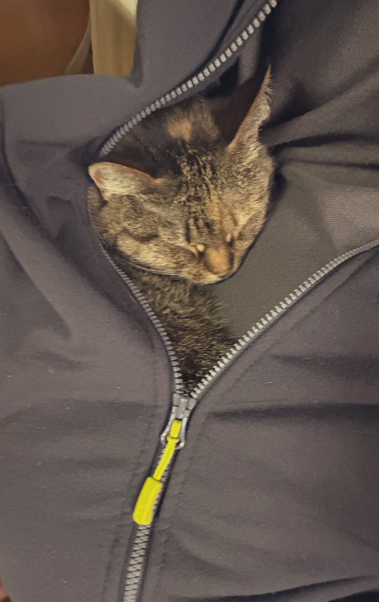MiraUtmp's tweet photo. @nocontextscats Take advantage of your Human Slave 🧡 https://t.co/jHYCPlQi96
