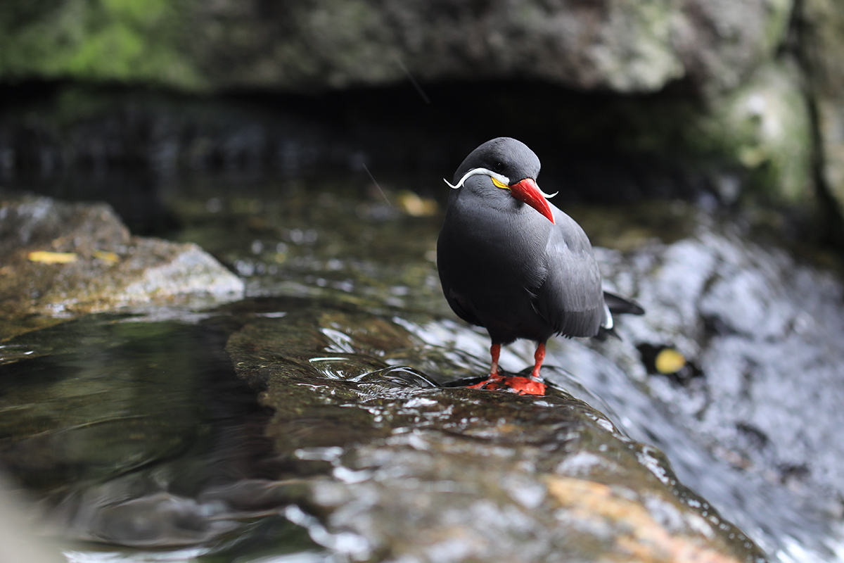 Bartmodel aus Berlin