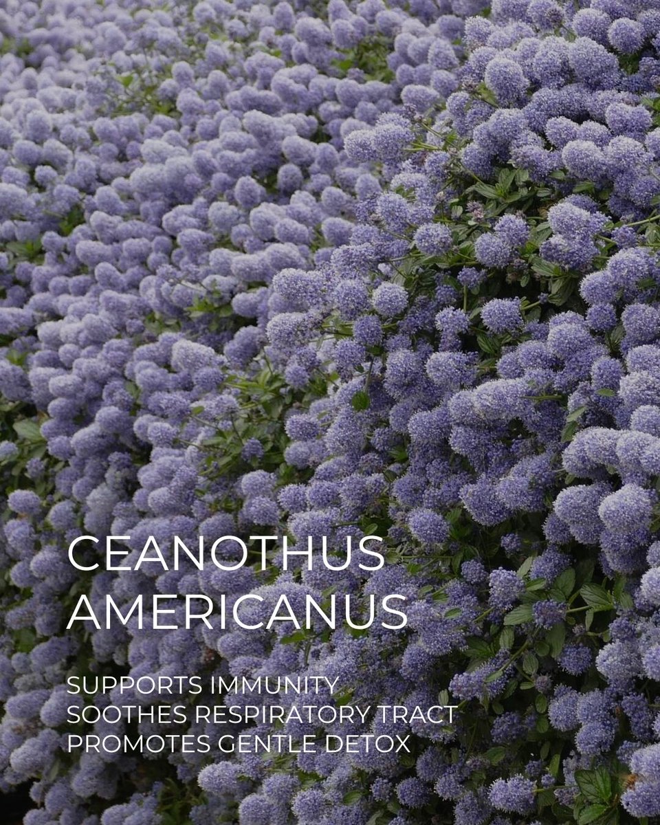 revitalconcept's tweet image. 🌸 New Jersey tea is traditionally used to support lymphatic and immune function, soothe mucous membranes of the throat and chest, and contribute to gentle detox and vitality. 🍃
#newjerseytea #lymphsupport #revitalconcept #english

revital.link/RTMHORD45BIO