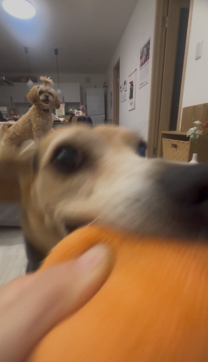 楽しそうに遊ぶ中イッヌを羨ましそうに眺める小イッヌ #チワプー