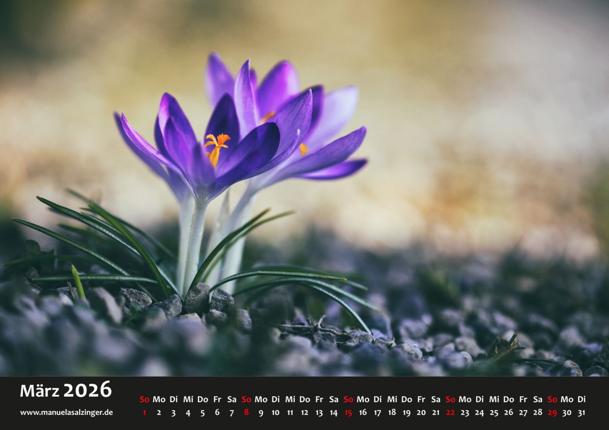 Im Kalender schieben sich im März ein paar Frühblüher durch die Kiesel. Grund genug für mich zu testen, wie kalt und ungemütlich es sich darauf so liegt.

manuelasalzinger.de/shop