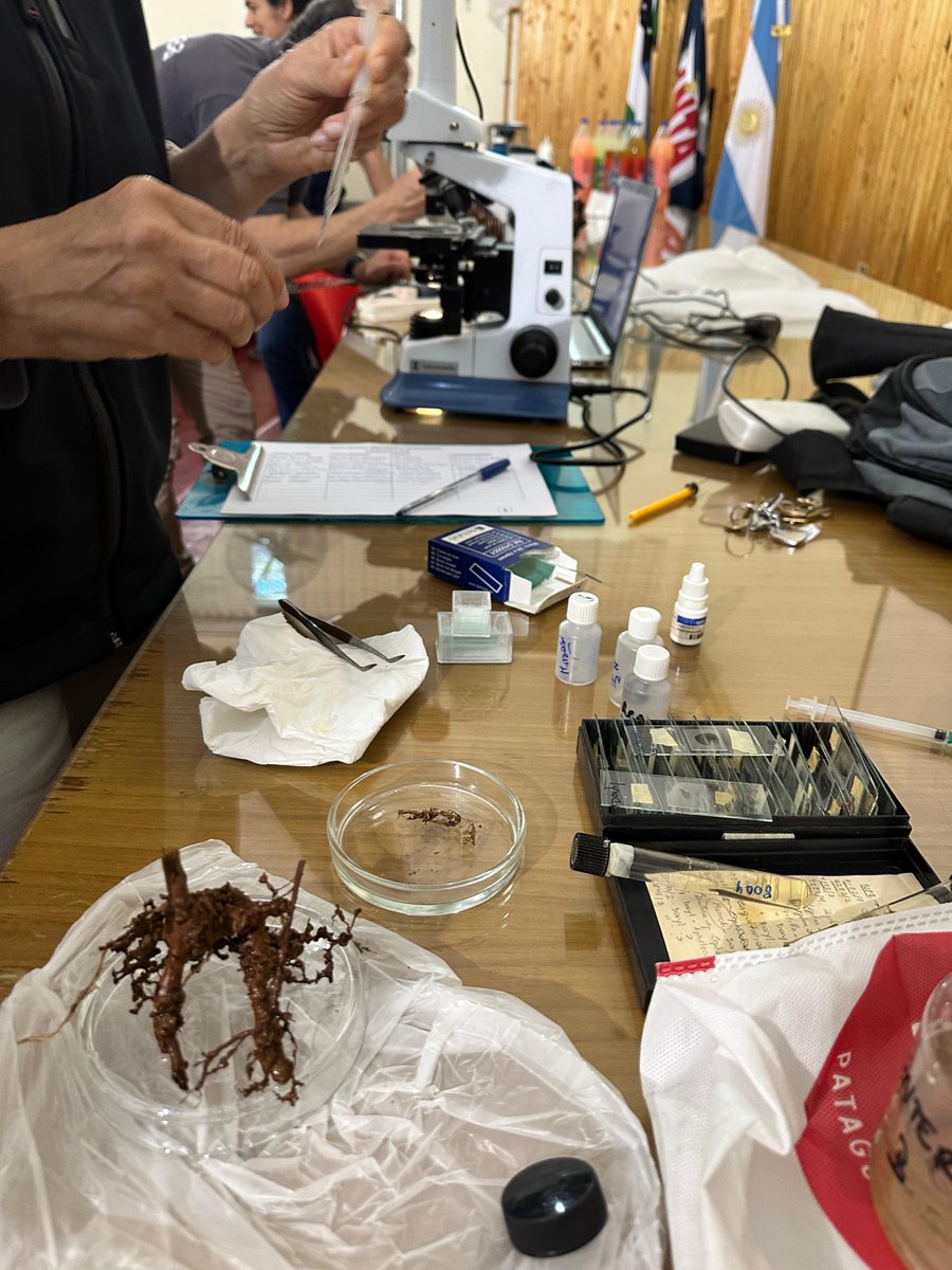 FORTALECER LA SANIDAD PARA SEGUIR PRODUCIENDO 🌱

Productores y técnicos del Valle Inferior participaron de una jornada para proteger tomates, zapallos y frutales de nematodos.
 
La capacitación combinó teoría, práctica y manejo biológico para cultivos más sanos y competitivos.