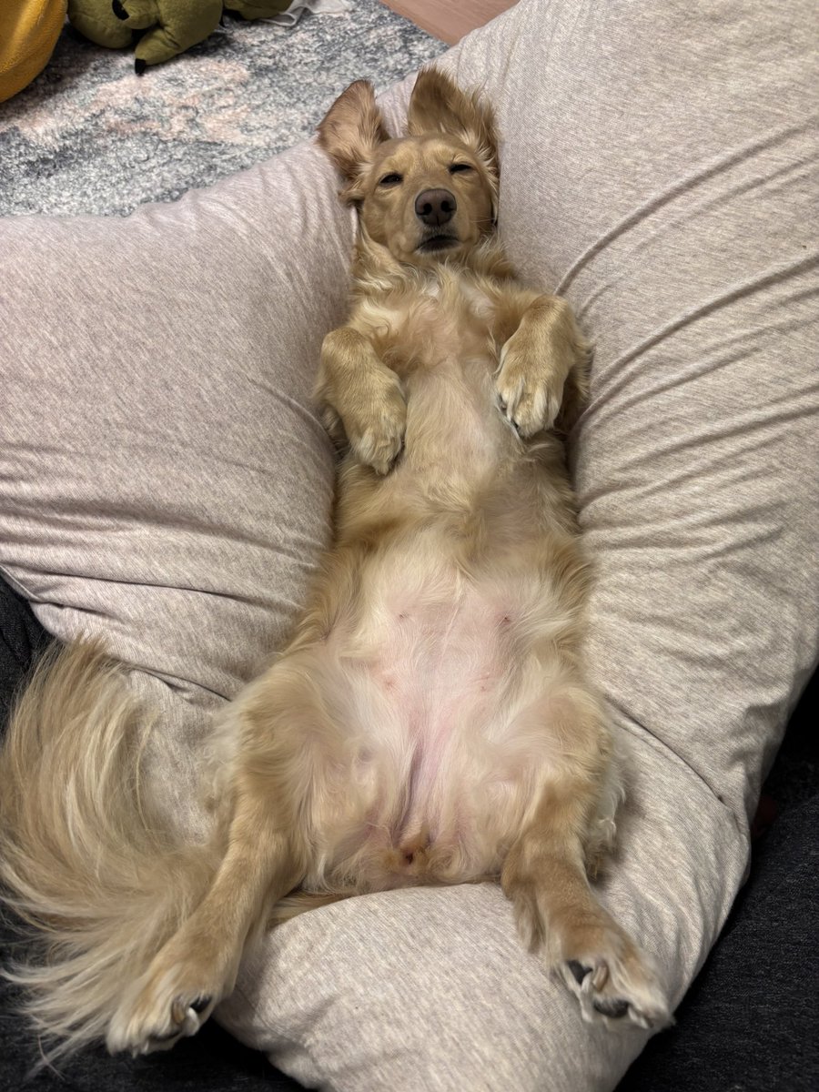koge_yama's tweet photo. うちのやばい犬（たぶん） https://t.co/rmseY5UfNA