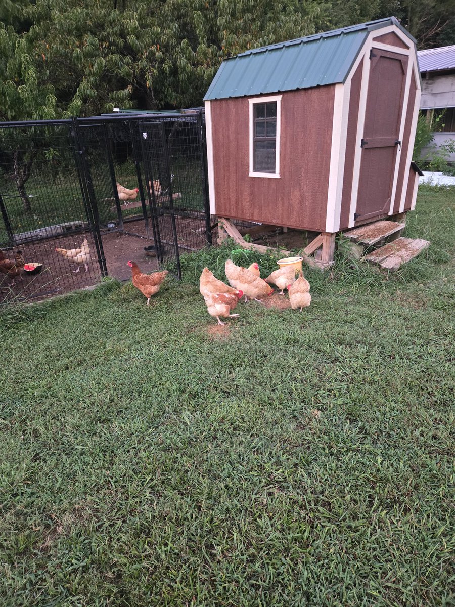 Deo Vindice tweet media