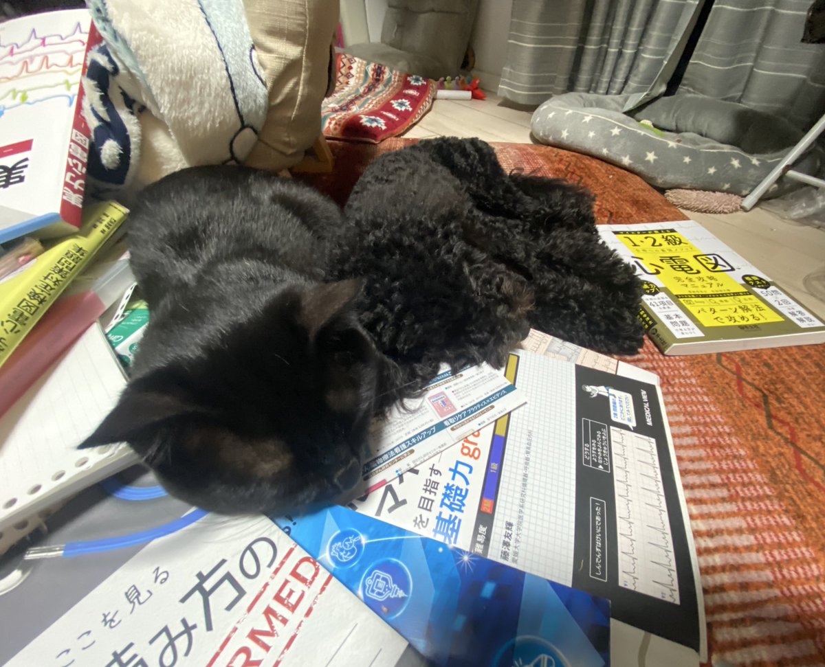 黒猫&amp;黒犬チームも心電図お勉強中。