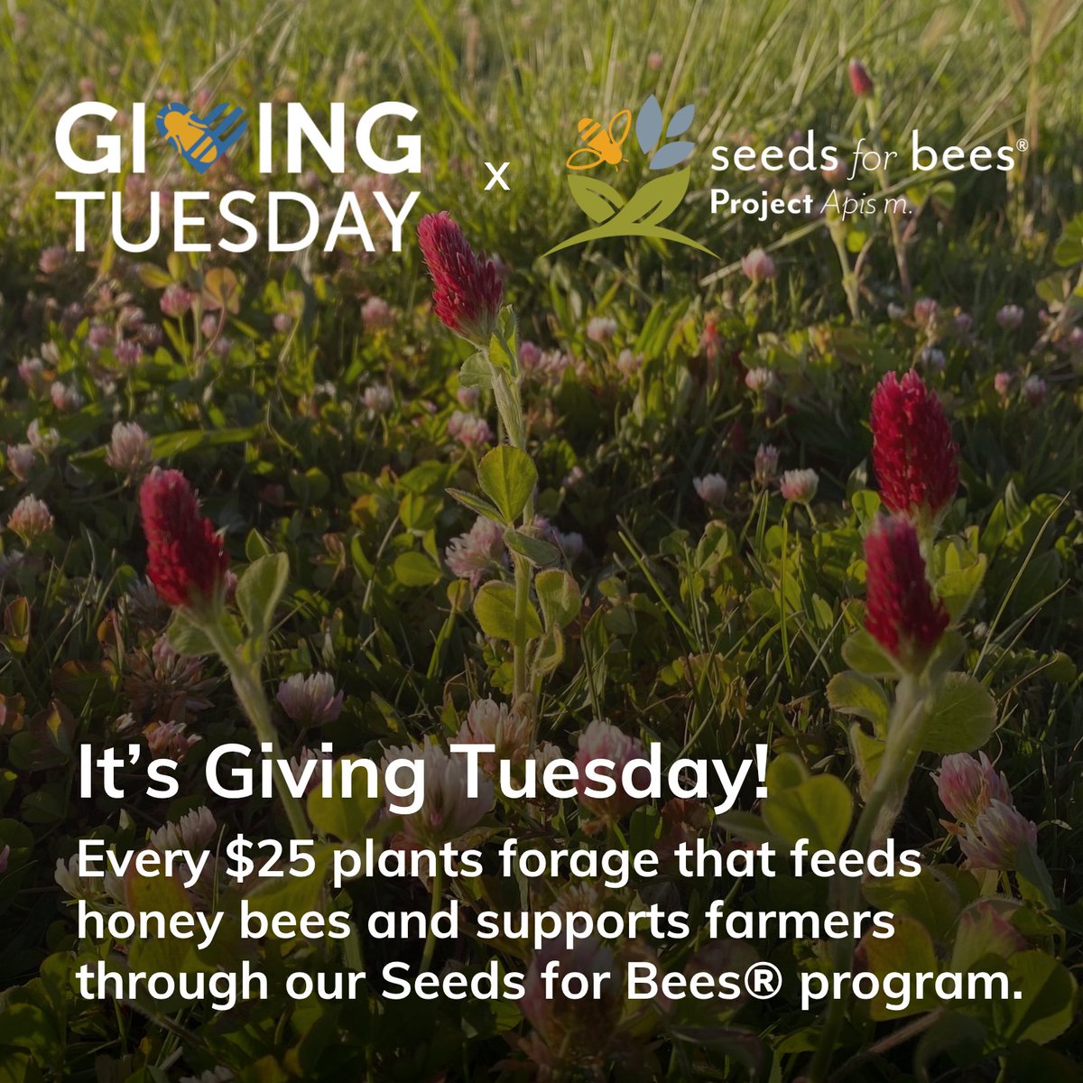 ProjectApism's tweet image. 🌻 It’s #GivingTuesday!

Every $25 plants forage that feeds honey bees and supports farmers through our Seeds for Bees® program.

🌼 Together, we can plant the future — one seed at a time.

👉 Donation Link: secure.qgiv.com/for/ocpvxp/ 

#SeedsForBees #GivingTuesday #ProjectApism