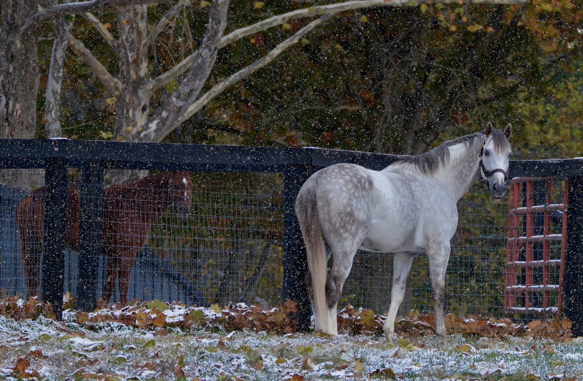 Gainesway's tweet image. December really understood the assignment… winter arrived right on cue ☃️❄️ #TapitTrice