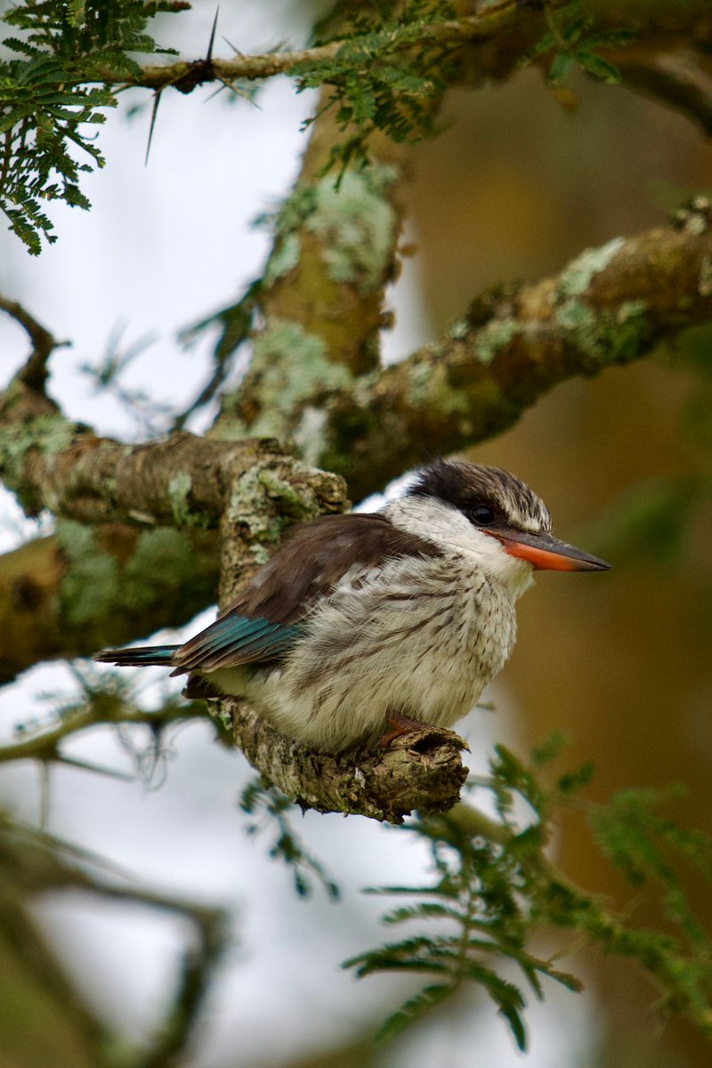 TambourineSafa1's tweet photo. Striped kingfisher with it's iconic stripes on the flanks.[https://t.co/QVVOgwrizG]
#birdingexperirnce #wildlifesafari #safaridiscovery #Gamedrive #naturesuprise #primateapesexperience #wildlifephotography https://t.co/kzR99c7WA2