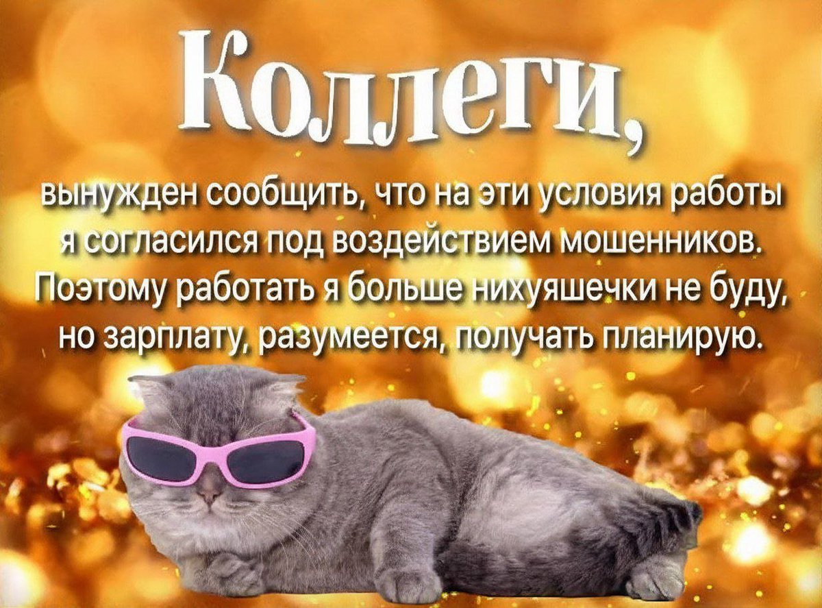 cats, i love cats (@catsilcats) on Twitter photo 