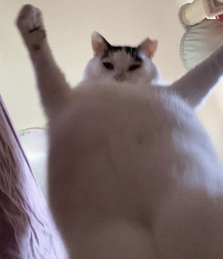 CHATTTTTTT WE LIVEEEEEE 

twitch.tv/afrecus
twitch.tv/afrecus
twitch.tv/afrecus

#chat #streaming  #StreamingNow  #twitch  #twitchclips  #twitchstreamer #Cat