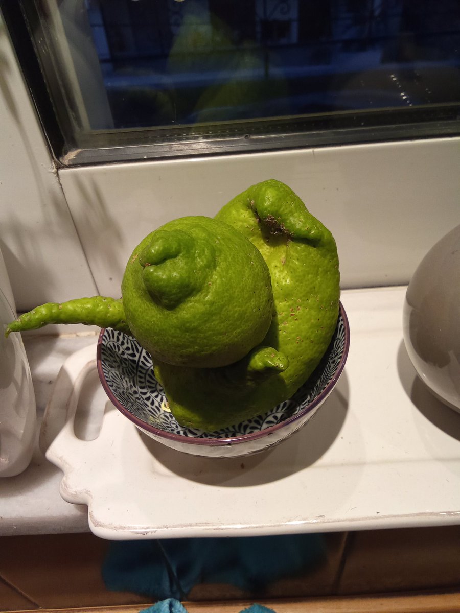 Η λεμονιά μας είχε γεννητουρια 🤣🤣 δεν θέλω σχόλια 😂 η φύση στα καλύτερα της