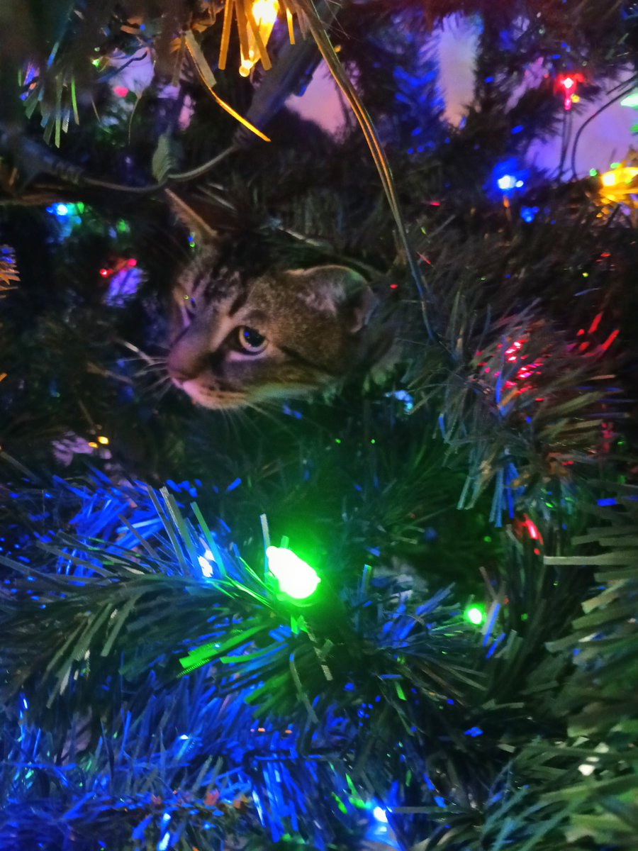 dchagdes's tweet photo. @CardSnacks Happy #muttday not a mutt but a feral cat 😂 https://t.co/EpIUWNIFQD