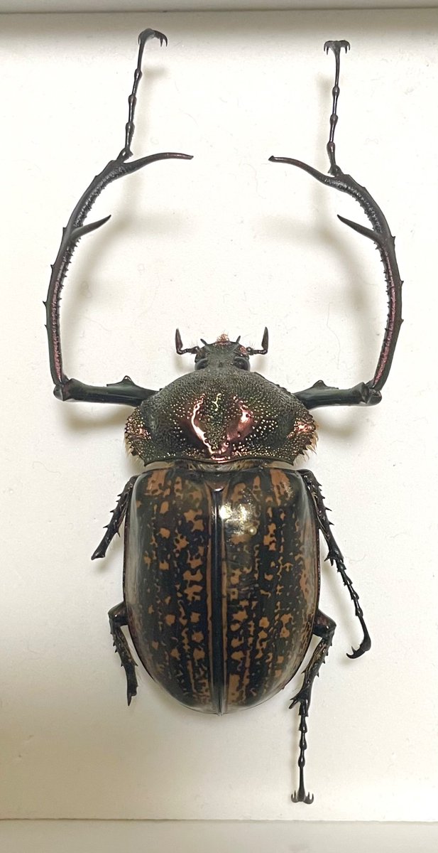 カミキリムシ (@5AuTwuwVZB0alo7) / Posts / X