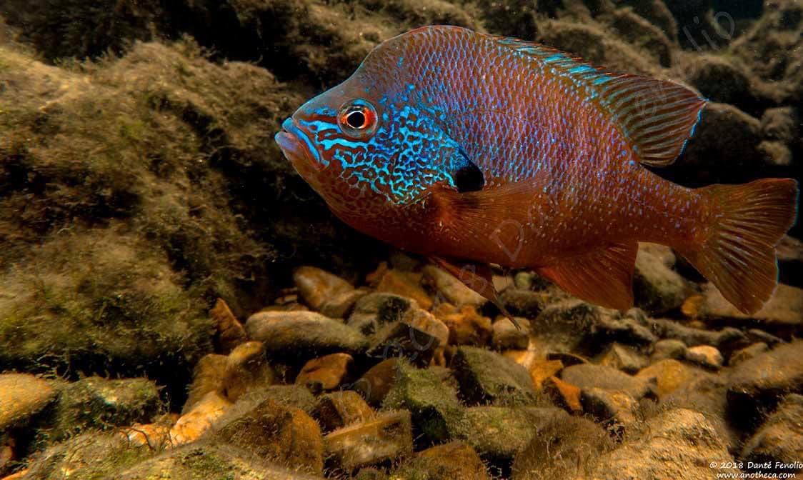 DanteFenolio's tweet image. I am thankful for Ozark Longear Sunfish and opportunities to photograph colored-up males guarding nests full of eggs.
