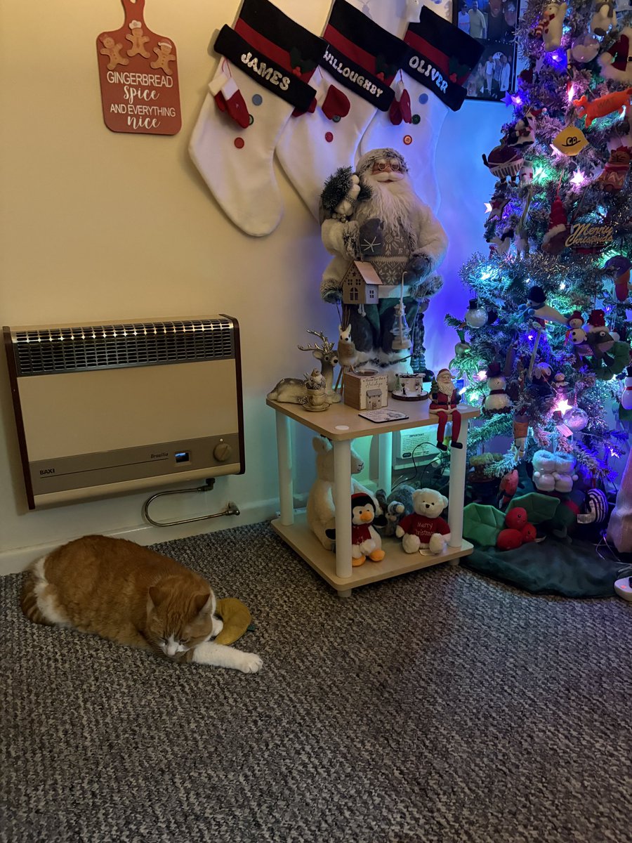 Mummy has made our house all cosy for Christmouse 😻😻😻