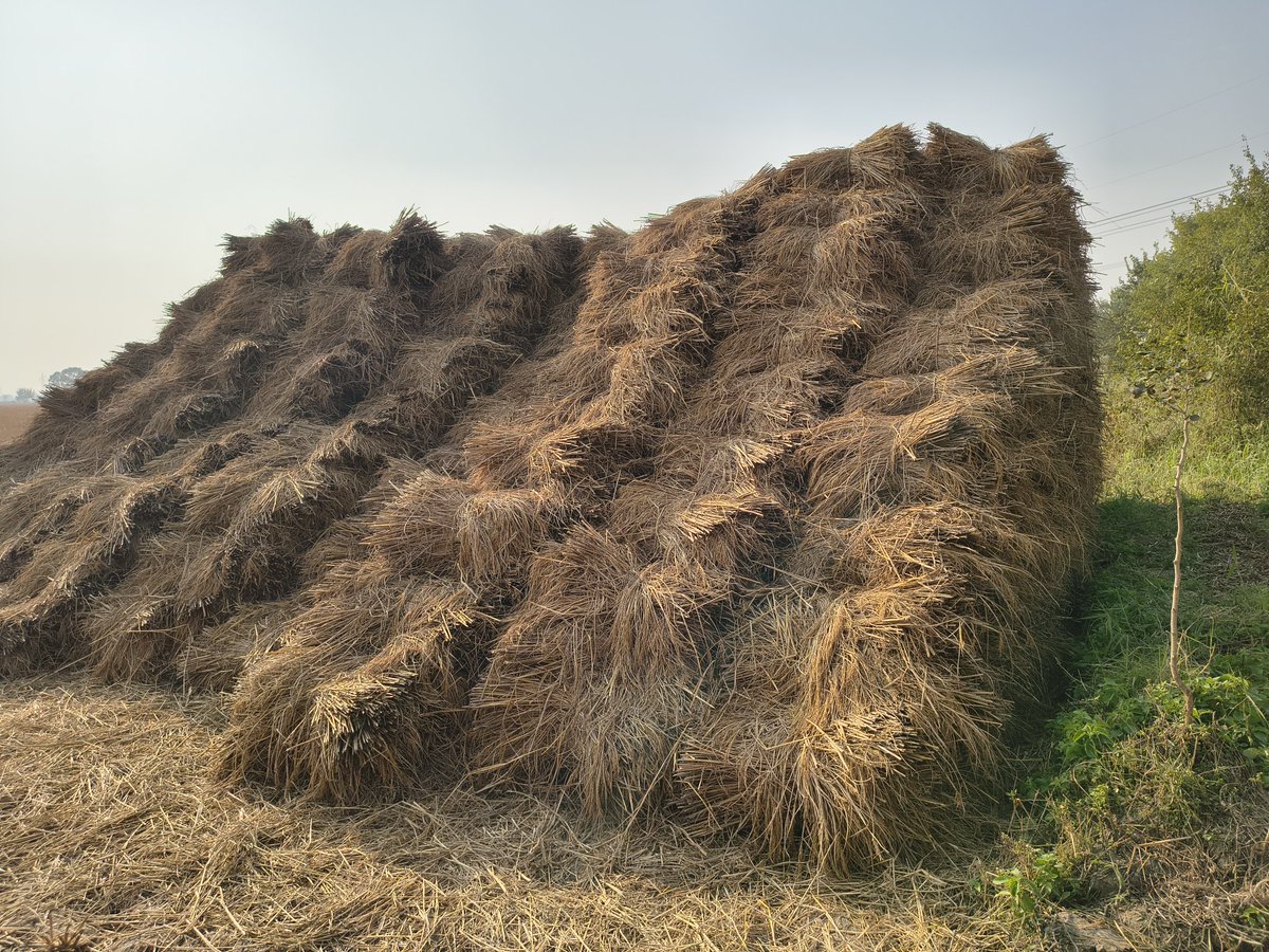sanjaygautam127's tweet image. My Village Bihar
#paddy