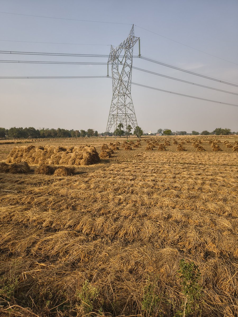 sanjaygautam127's tweet image. My Village Bihar
#paddy