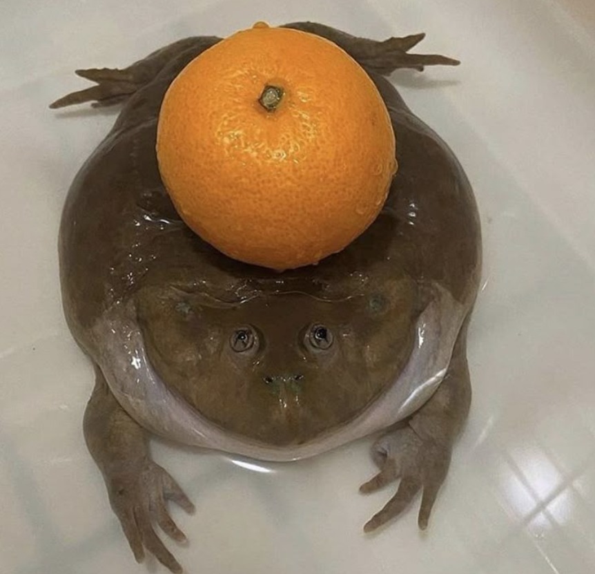 prepu con una mandarina