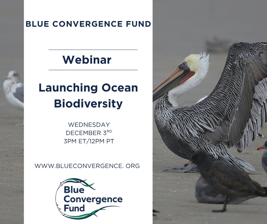 Blue_Convergence_Fund tweet media