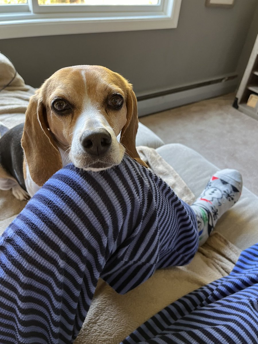 <a href="/beaglefacts/">Beagle Facts</a> <a href="/MelG_Nordlicht/">Fräulein Schröder FS & Phili</a> 100% confirmable!
