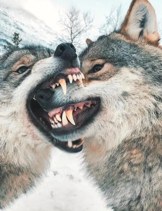 TylerAlterman's tweet photo. IMO physical aggression is a very healthy lively energy. Look at how animals play! But there aren't really healthy ways to practice it in urban society
"Try a fighting class." Have you been to a fighting class? The vibe at every gym i've been to had the *opposite* of aggressive energy. The bodies do physically fighting, sure, but nonverbally, everyone's broadcasting the equivalent of "no homo" like "no ferocity intended, don't worry" kind of a blank highly-disciplined soldier vibe
Then there's BDSM, which has gained widespread acceptance. But urban BDSM cultures tend to be quite dissociated and orderly. It's with good reason, but it's totally unlike the vibe of two wolves playing with aggression
I grew up in a town where physical aggression was normalized. It was a very unhealthy situation. But at the very least there were norms around how to fight. Namely, it was not very hype to break someone's nose or do lasting physical damage. The celebrated thing was to "f*ck someone up" but that meant sending them home with a few bruises – and mostly to their pride
Cities are places where ppl are coming from many different cultures. Resultantly, it's hard to share norms like these, so people default to the equivalent of a sort of numb professionalism – it's a safe common denominator in most situations. Everyone knows how to dissociate!
But what a shame we don't get to play like the animals we are