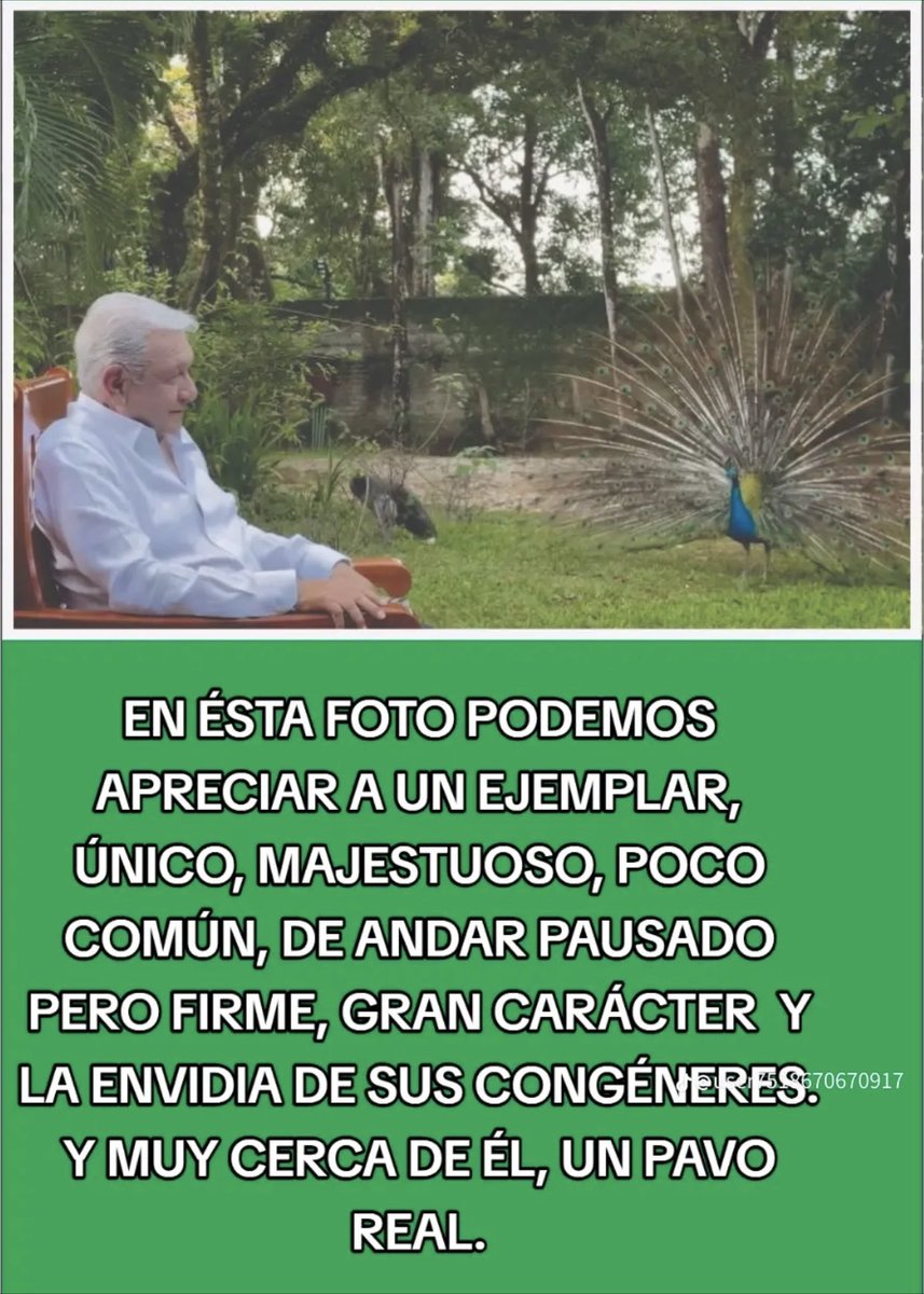 liderfiscal's tweet photo. Por esta foto esta berreando la derecha mexicana, el hombre que acabó con sus cotos de poder, el hombre que recuperó el país para el pueblo de México en un ambiente de paz y tranquilidad que muestra la fuerza y su enorme voluntad inquebrantable que ya quisieran algunos pusilánimes de la #OposicionMasPendejaYCorruptaQueHaExistido 
#RTMasivo si estás de acuerdo ☝️☝️👇👇👇👇