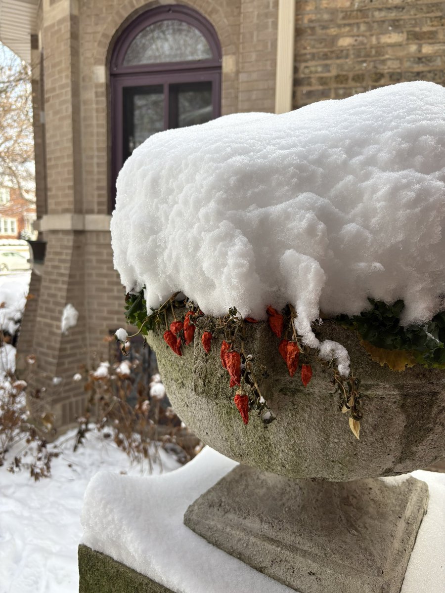 Chilly peppers