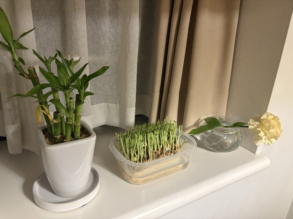 夜ご飯に使った豆苗を育てることにした🌱