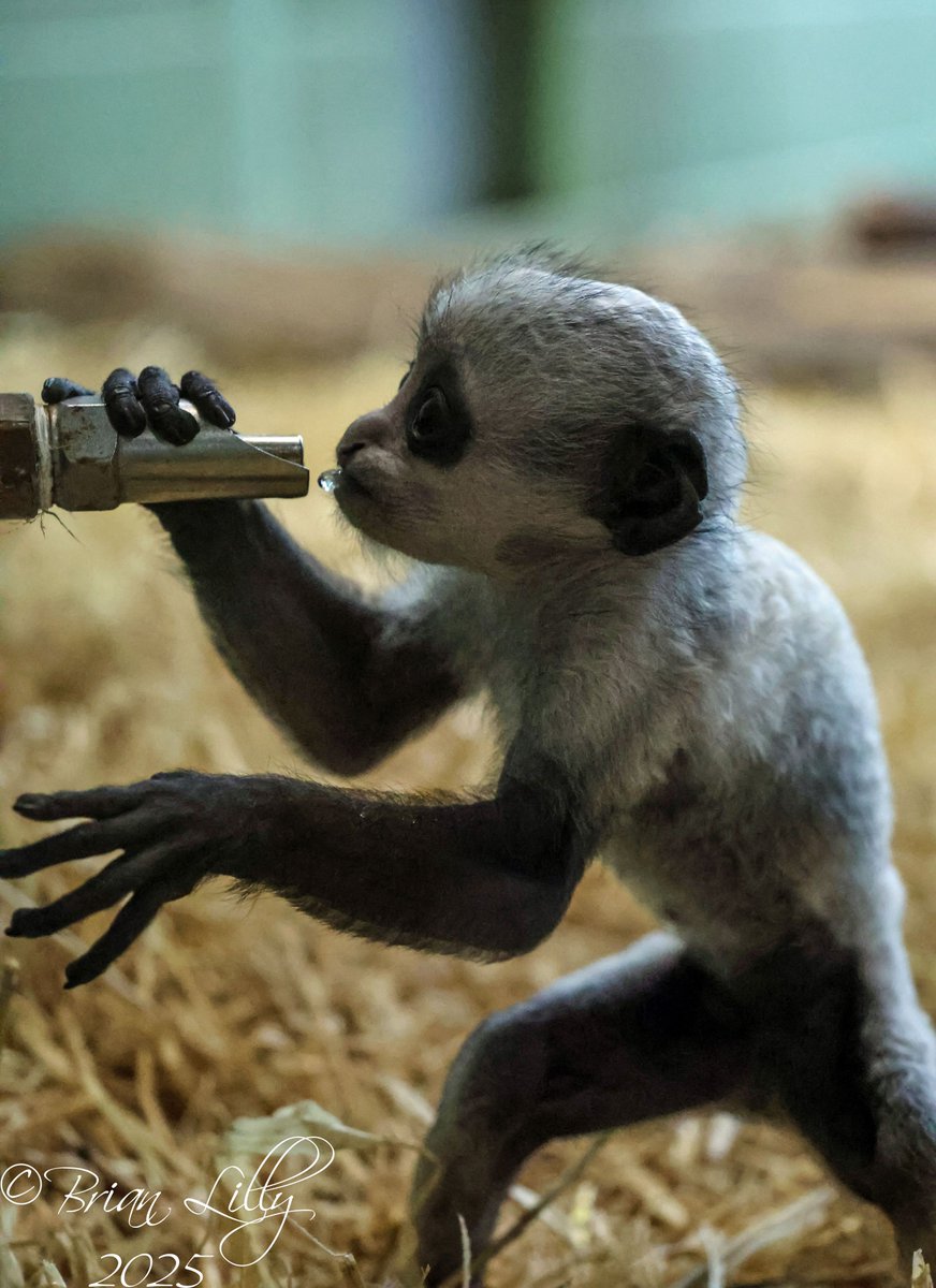 Baby Limba playing with browse and at the water dispenser <a href="/PaigntonZoo/">Paignton Zoo</a> #KingColobus #primates