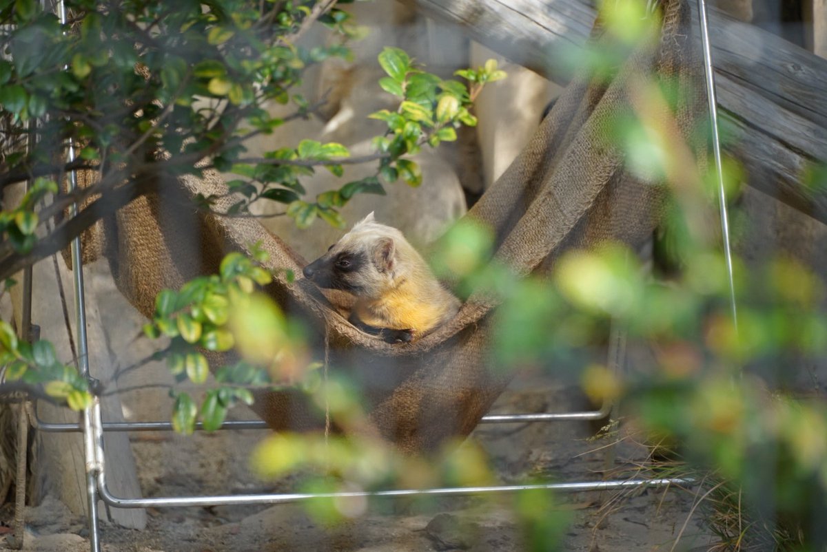 chizu_xiang (@kobuchizu0612) / Posts / X