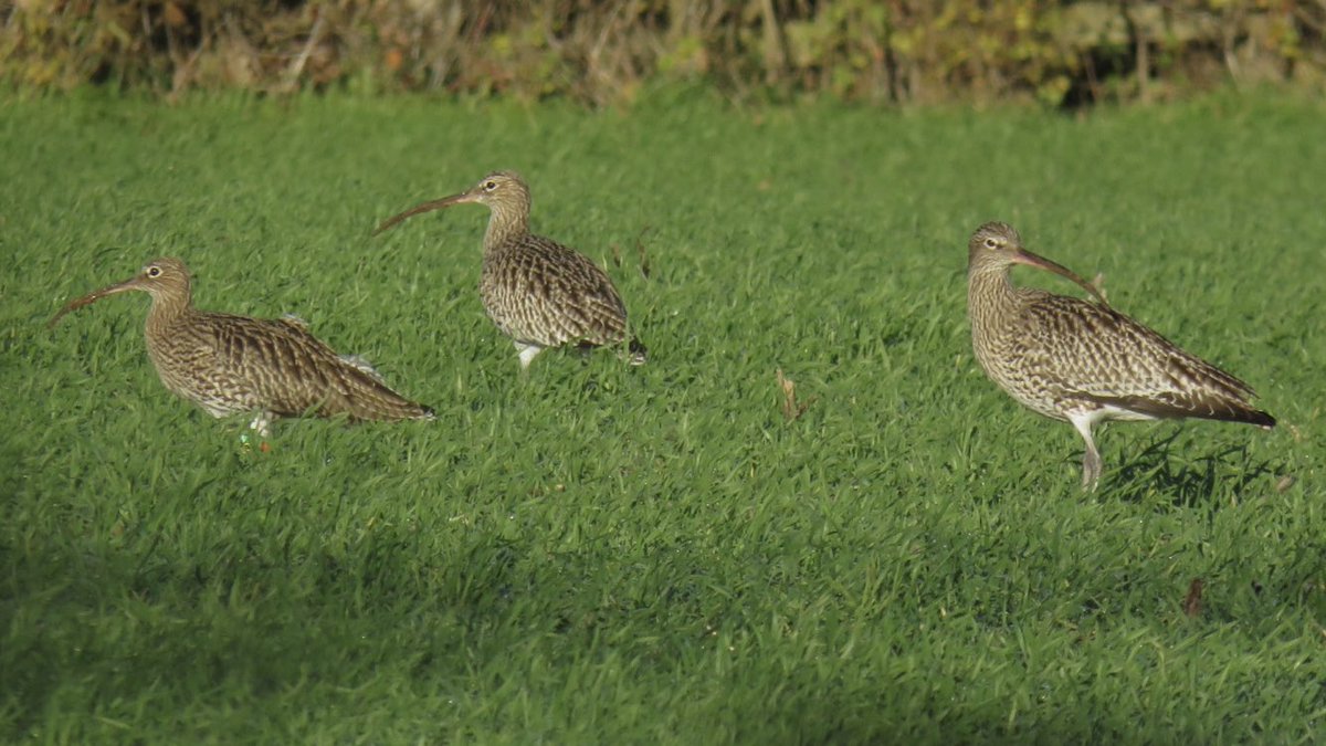 Three of five Curlew seen in a field by #uptonwarren’s Moors car park this morning; still an absolute joy to see them! <a href="/Natures_Voice/">RSPB</a> <a href="/RSPBEngland/">RSPB England</a> <a href="/WestMidBirdClub/">West Midland Bird Club</a> <a href="/upstarts1979/">john thomas belsey</a> <a href="/_BTO/">BTO</a> <a href="/BTO_Worcs/">BTO Worcestershire</a> <a href="/WorcsWT/">Worcs Wildlife Trust</a> <a href="/waderquest/">Wader Quest</a> <a href="/curlewcalls/">Mary Colwell</a> <a href="/CurlewAction/">Curlew Action</a> <a href="/CurlewLIFE/">Curlews in crisis</a> <a href="/CurlewCountry/">Curlew Country</a>