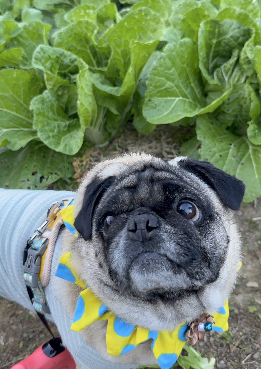 パグのピーちゃん (@Pi18341995) / Posts / X